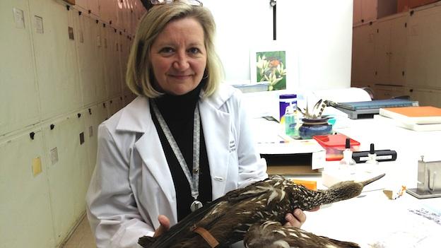 Carla Dove – Smithsonian Institution Forensic Ornithologist